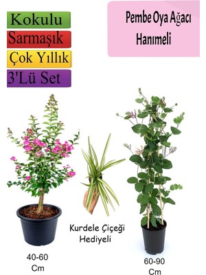 Esranın Dünyası Gardenbox Pembe Oya Ağacı, Hanımeli Çiçeği, Kurdele Çiçeği Hediyeli, Çok Renkli, 3'lü Set