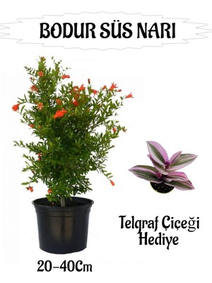 Esranın Dünyası Bitkim Sende Bodur Süs Narı Fidanı Saksılı, 20-40 Cm, Telgraf Çiçeği Hediyeli Bahçe Peyzaj Seti