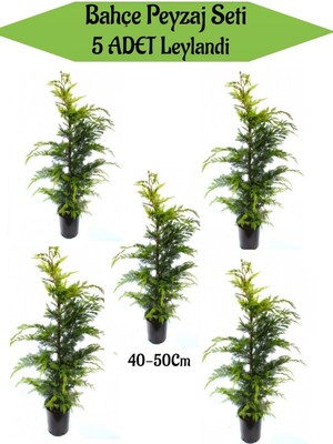 Esranın Dünyası Serada Decor & Plant Bahçe Peyzaj Seti, 5 Adet Leylandi Fidanı, 40-50 cm