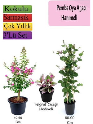 Esranın Dünyası Gardenbox Pembe Oya Ağacı, Hanımeli Çiçeği, Telgraf Çiçeği Hediyeli, Çok Renkli, 3'lü Set
