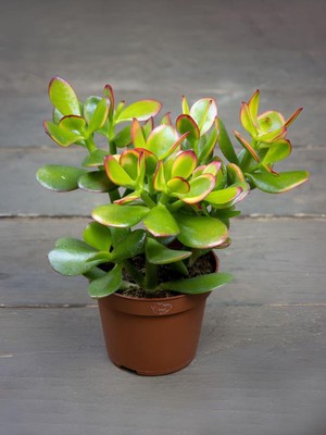 Esranın Dünyası Serada Decor & Plant Sunset Yeşim Çiçeği, Crassula Ovata Saksılı Canlı Bitki, 15-30CM, Yeşil