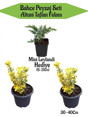 Esranın Dünyası Nura Botanik Bahçe Peyzaj Seti, 2 Adet Altuni Taflan Fidanı + Hediye Mini Leylandi Fidanı, Çok Renkli