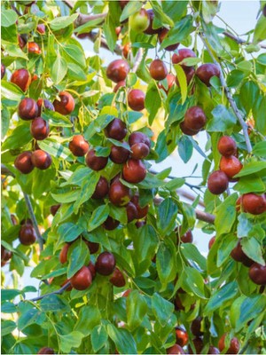 Esranın Dünyası Gardenbox Bol Verimli Hünnap Fidanı, 150-200 Cm, 1 Adet Tüplü Dış Mekan Bitkisi, Ziziphus Jujuba