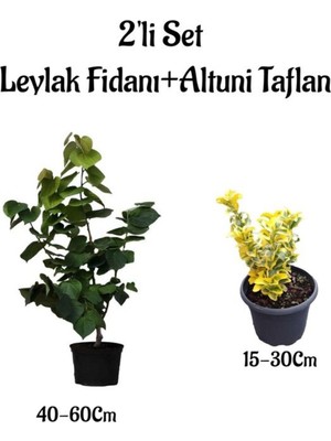Esranın Dünyası Serada Decor & Plant Mor Leylak Ağacı Fidanı + Altuni Taflan, 2'li Set, Saksılı Bahçe Bitkileri