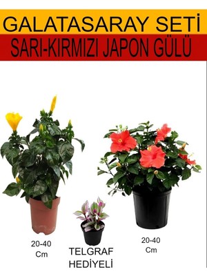 Esranın Dünyası Gardenbox 2'li Set Sarı-Kırmızı Japon Gülü Telgraf Çiçeği, 20-40 cm
