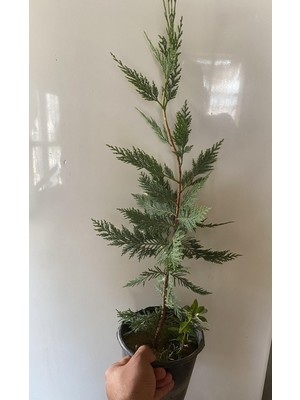 Esranın Dünyası Nura Botanik Leylandi Bitkisi, 40-70 cm Saksıda, Dış Mekan Ağaçları, Cupressocyparis, Çok Renkli