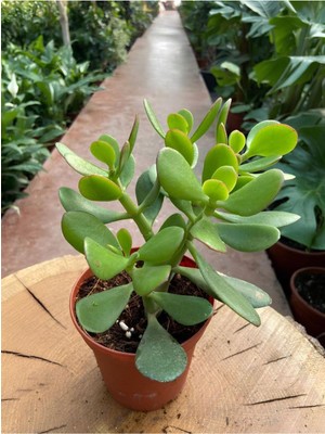 Esranın Dünyası Gardenbox Mini (10-15 Cm) Canlı Para Yeşim Çiçeği, Crassula Ovata Sukulent