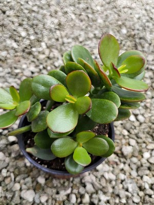Esranın Dünyası Nura Botanik Crassula Ovata Orta Boy Saksılı Canlı Bitki, 20-30CM, Yeşil