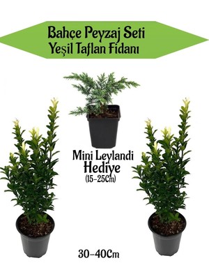 Esranın Dünyası Nura Botanik Bahçe Peyzaj Seti, 2 Adet Yeşil Taflan + Hediye Mini Leylandi Fidanı, Çok Renkli