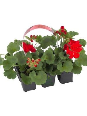 Esranın Dünyası Bitkim Sende Kırmızı Sardunya Fidesi, 2 Adet, Saksılı, 10-25CM, Salon Balkon Çiçeği