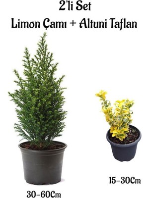 Esranın Dünyası Gardenbox Kokulu Limon Çamı + Altuni Taflan 2'li Set Saksılı Bahçe Bitkisi, 30-60CM + 15-30CM