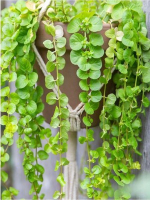 Esranın Dünyası Gardenbox Makrome Saksılı Sarı Kız Çiçeği, 30-40CM, Altın Kolye, Lysimachia Nummulari