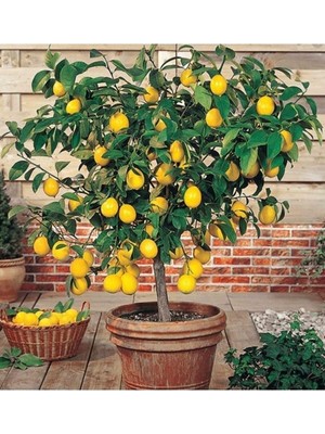 Esranın Dünyası Limon Fidanı Yediveren Mayerlimon Ağacı Fidanı Saksılı 3 Yaş Evde Bakılabilir Bodur (Çiçek Hediyeli), BTSM34