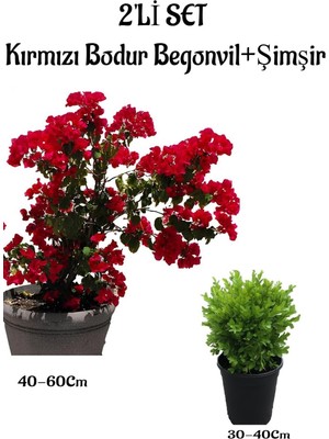 Esranın Dünyası Nura Botanik Kırmızı Bodur Begonvil Fidanı 40-60CM + Çalı Şimşiri 2'li Set Saksılı Bahçe Bitkisi
