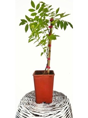Esranın Dünyası Gardenbox Mor Salkım Fidanı, 40-50 Cm, Tüplü, Yeşil Yapraklı, Köklü