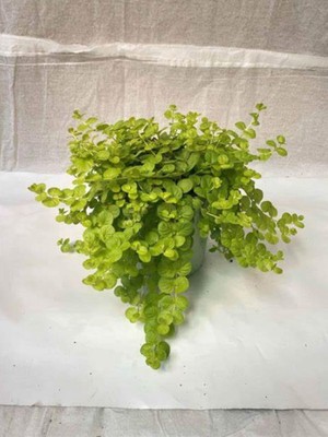 Esranın Dünyası Gardenbox Sarı Çiçekli Sarı Kız Çiçeği, Askılı Saksıda, 20-40CM, Altın Kolye