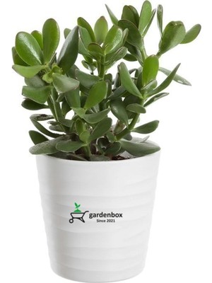 Esranın Dünyası Nura Botanik Crassula Ovata Para Bitkisi, Yeşil, 15-25 cm