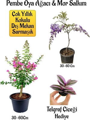 Esranın Dünyası Nura Botanik Pembe Oya Ağacı Fidanı ve Mor Salkım Ağacı Fidanı Seti, Telgraf Çiçeği Hediyeli, 30-60 cm