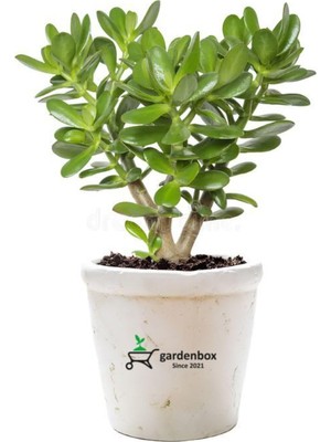 Esranın Dünyası Serada Decor & Plant Crassula Ovata Yeşim Para Çiçeği Saksılı Canlı Bitki 15-25 cm
