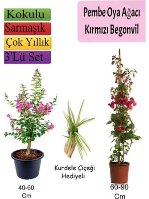 Esranın Dünyası Gardenbox Pembe Oya Ağacı, Kırmızı Begonvil, Kurdele Çiçeği Hediyeli, Çok Renkli, 3'lü Set