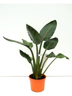 Orta Boy Saksılı Starliçe Cennet Çiçeği, 15-30CM, Strelitzia, 1 Adet