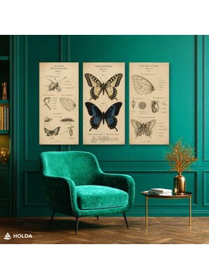 Holda Props 3lü Kanvas Tablo Kelebek Anatomisi Biyoloji Tablosu Duvar Dekorasyonu
