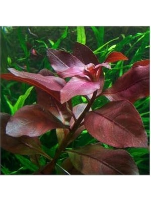 Aesco Ludwigia Repens Rubin Saksı Canlı Bitki TR-P292
