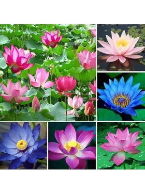 Aesco 20 Adet Lotus Çiçeği Tohumu Nilüfer Çiçeği Karışık Renkli Orjinal Lotus Su ve Toprakta Yetişir