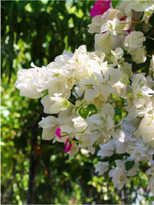 Aesco Videolu Beyaz Begonvil Çiçeği Fidanı 1 Adet Saksılı/tüplü 40-60 cm (Bougainvillea)