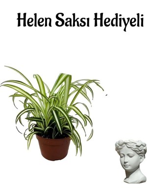 Aesco Hediyelik Kurdele Çiçeği Sevgililer Gününe Özel Helen Saksı Hediyeli