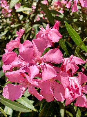Aesco Videolu Pembe Zakkum Çiçeği Fidanı Dış Mekan Bitkisi 60-150CM Saksılı (Pink Oleander Flower)