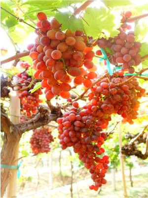 Aesco Videolu Tatlı Pembe Üzüm 1 Adet Saksılı/tüplü 30-60 cm Dış Mekan Bitkisi (Pink Grapes)