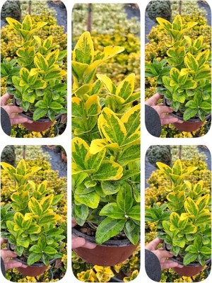 Aesco Videolu Altuni Taflan 5 Adet Saksılı/tüplü 30-50CM Dış Mekan Bitkisi (Euonymuus Japonica)