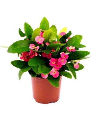 Aesco Dikenler Tacı Euphorbia Millii Saksı Çapı 12 cm Dikenler Tacı