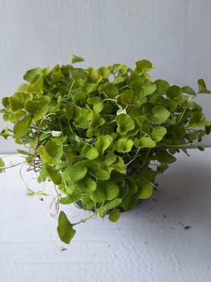 Aesco Dichondra Repens Fare Kulağı Kundura Çimi Fidanı 10-15CM Saksılı