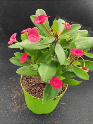 Aesco Videolu Kırmızı Milli Dikenler Tacı Çiçeği Fidanı 25-55 cm Saksılı Iç Mekan Bitkileri Red Euphorbia