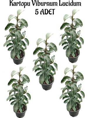 Aesco Kartopu Viburnum Lucidum 5 Adet 60-80 cm Saksılı Dış Mekan Bahçe Peyzaj Çit Bitkisi, BTS011705NA11