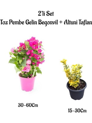 Aesco Toz Pembe Gelin Begonvil Çiçeği+ Altuni Taflan Çit Bitkisi Saksılı Bahçe Bitkisi, BTS0001NA1304