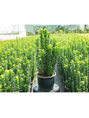 Aesco Videolu Yeşil Tafllan Çiçeği Fidanı 40-60CM Saksılı Çiçekli Bodur Bitkiler Euonymus Japonicus