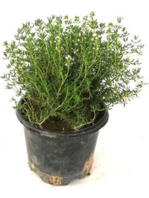 Aesco Gardenbox Saksılı Kekik Fidanı, 10-20 Cm, Potted Thyme Sapling