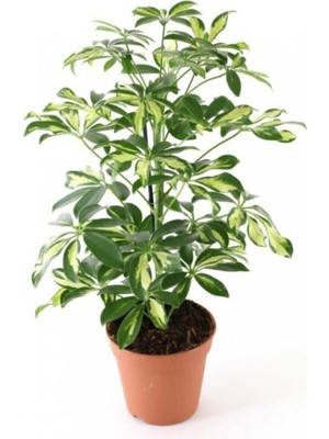 Aesco Videolu Alacalı Şeflera Çiçeği Fidanı 1 Adet Saksılı/tüplü 40-60CM Iç Mekan Bitkisi (Schefflera)