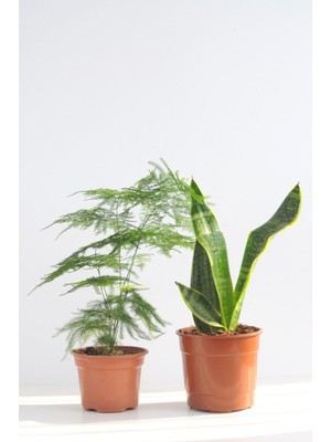 Aesco Tül Kuşkonmaz ve Paşa Kılıcı Asparagus Sansevieria Black Gold Üretim Saksılı 2'li Set