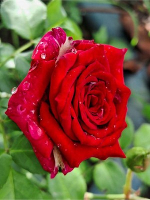 Aesco Videolu Kırmızı Bulgar Gülü Çiçeği 1 Adet Saksılı 40-60CM Bahçe Bitkisi (Bulgar Red Rose)