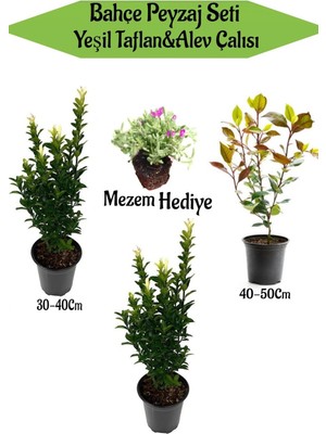 Aesco Bahçe Seti 2 Adet Yeşil Taflan+1 Adet Alev Çalısı + Hediye Mezem Çiçeği, BTSNN23032423
