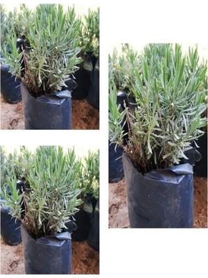 Aesco Gardenbox Kabristan Mezarlık Için 3'lü Bitki Fidesi, 10-15 cm Tüplü, Çiçekli Bodur Bitkiler