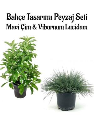 Aesco Mavi Çim 1 Adet Saksılı (10-20CM)+KARTOPU VIBURNUM(30-60CM) 1ADET Bahçe Seti, BTS0106NA09