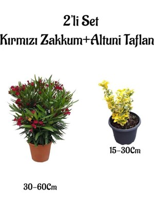Aesco Serada Decor & Plant Kırmızı Zakkum Çiçeği Fidanı + Altuni Taflan 2'li Set, Çok Renkli