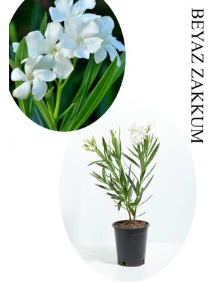 Aesco Beyaz Renk Zakkum Çiçeği Fidanı 1ADET Saksılı 30-60CM Yaz Bitkisi, BTS060624NA28