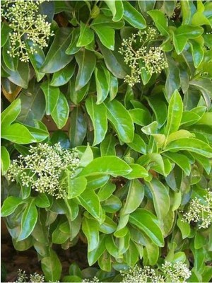 Aesco Kartopu Viburnum Lucidum 1 Adet 40-60 cm Saksılı Dış Mekan Bahçe Peyzaj Çit Bitkisi, BTS011705NA20