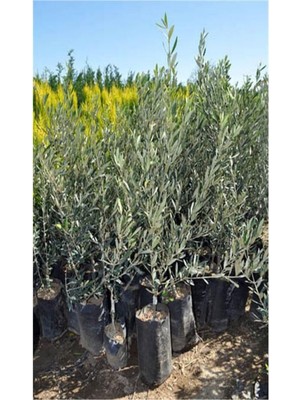 Aesco Videolu Gemlik Trilye Bodur Zeytin Fidanı 6 Adet 50-70 cm (Olive Sapling) Bahçe Bitkisi